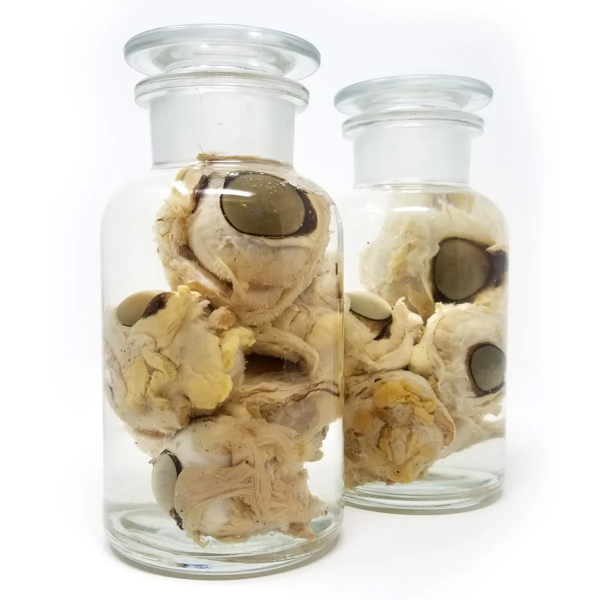 Veterinarian Medical Study Wet Specimen Horse Eyes