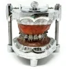 MS1291 Stunning Vintage Dental Phantom Teeth