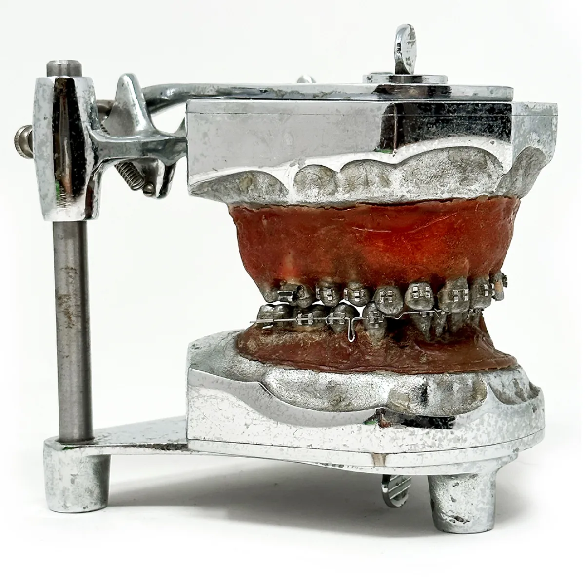 MS1293 Stunning Vintage Dental Phantom Teeth