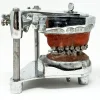 MS1296 Stunning Vintage Dental Phantom Teeth