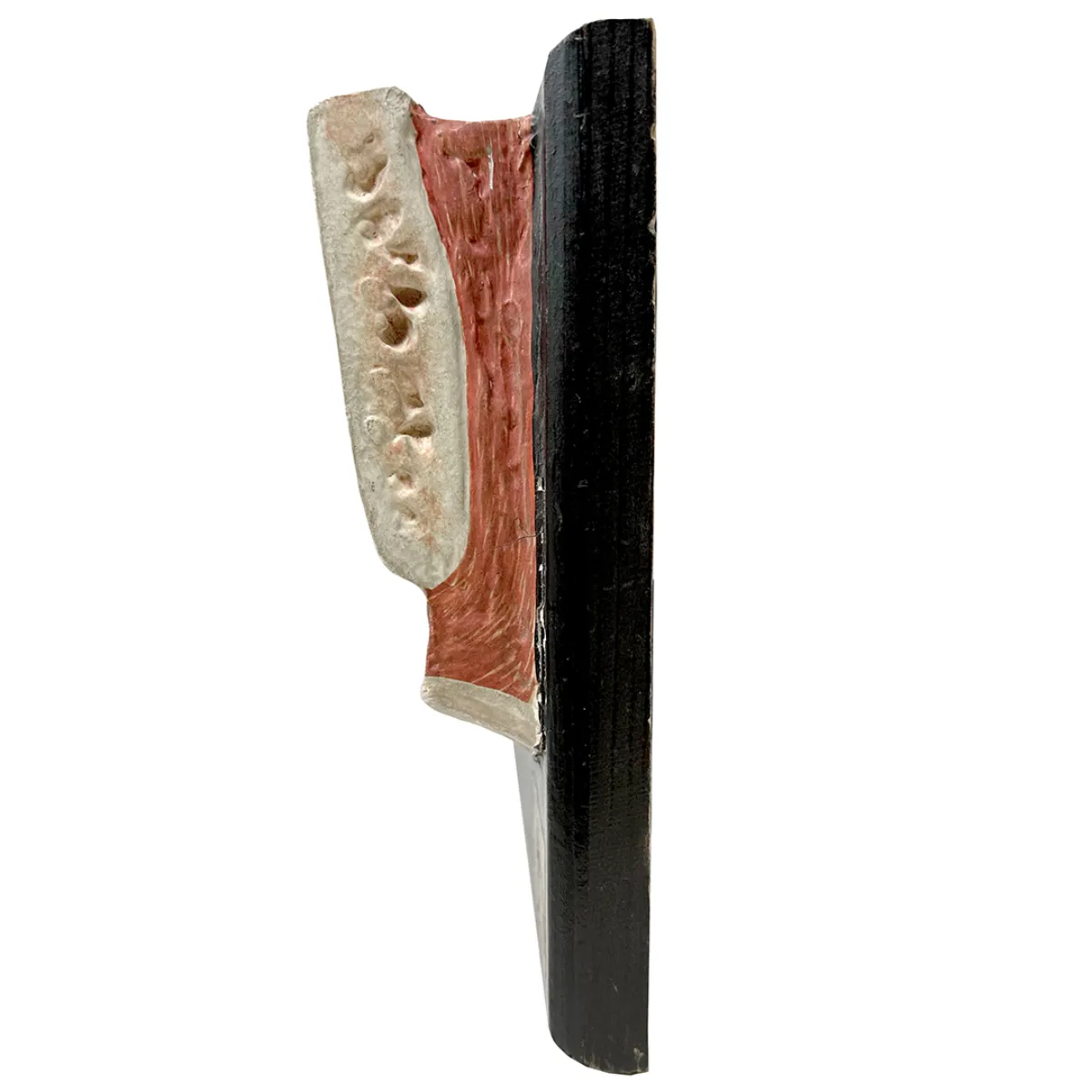 MS1325 Anatomical Bock-Steger Jaw Model