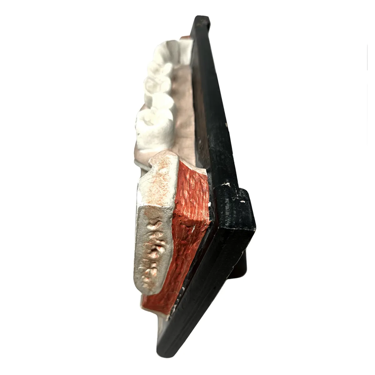 MS1326 Anatomical Bock-Steger Jaw Model