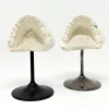 MS1341 Vintage Plaster Dental Mold