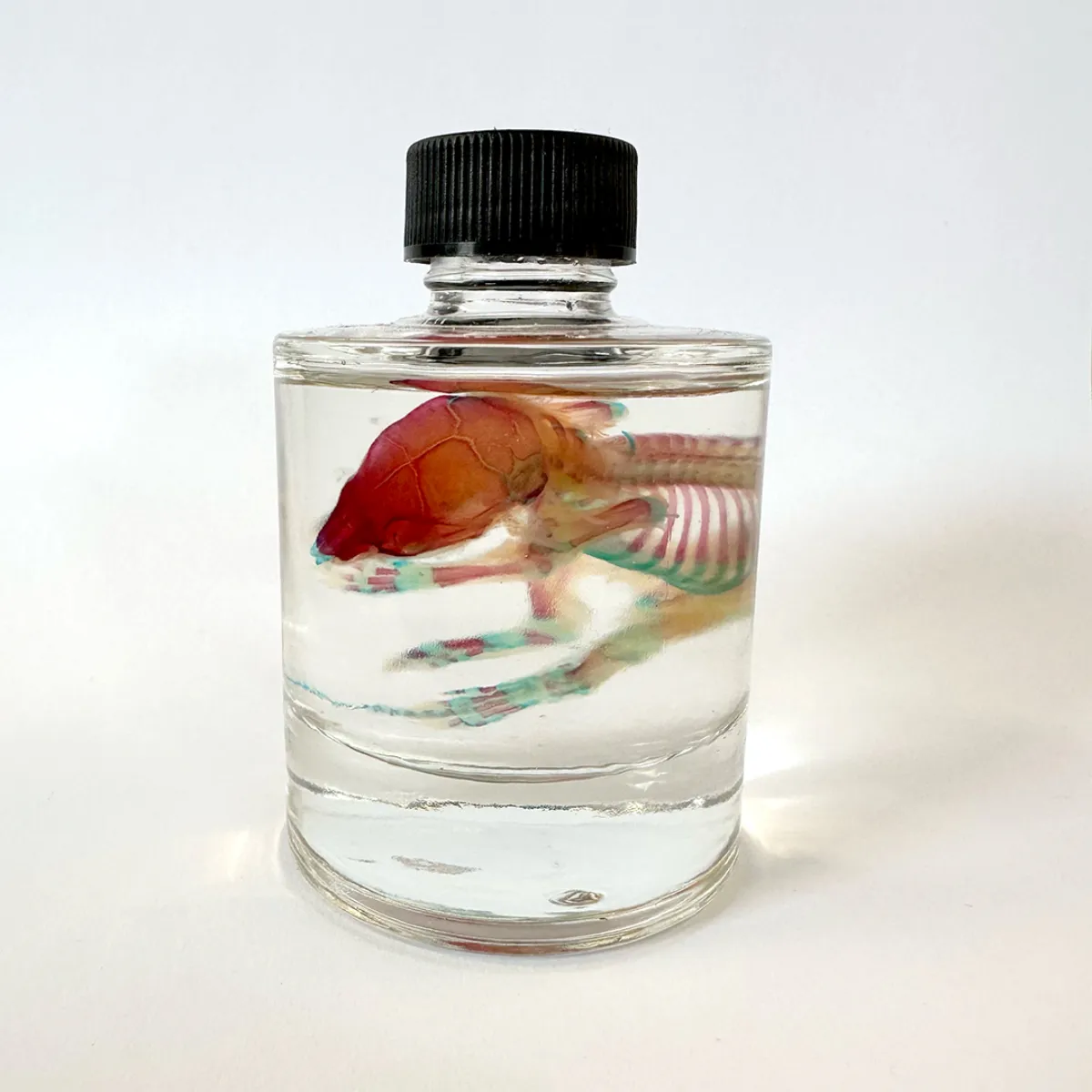 MS1411 Classic Diaphonization Stained Rat in a Tincture Jar