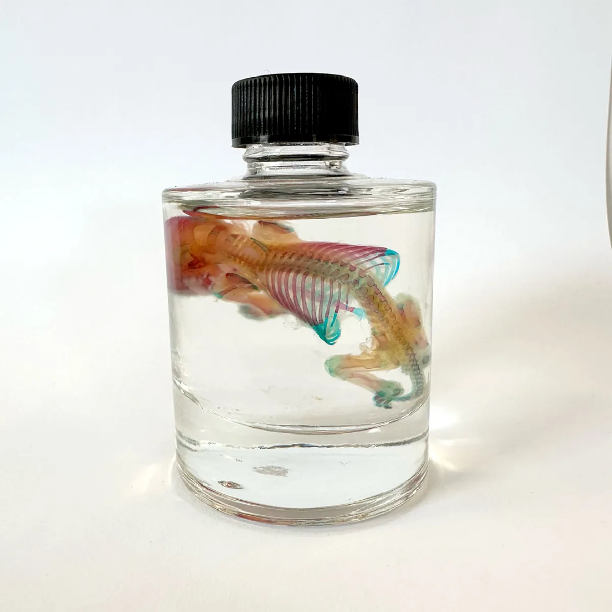 MS1412 Classic Diaphonization Stained Rat in a Tincture Jar