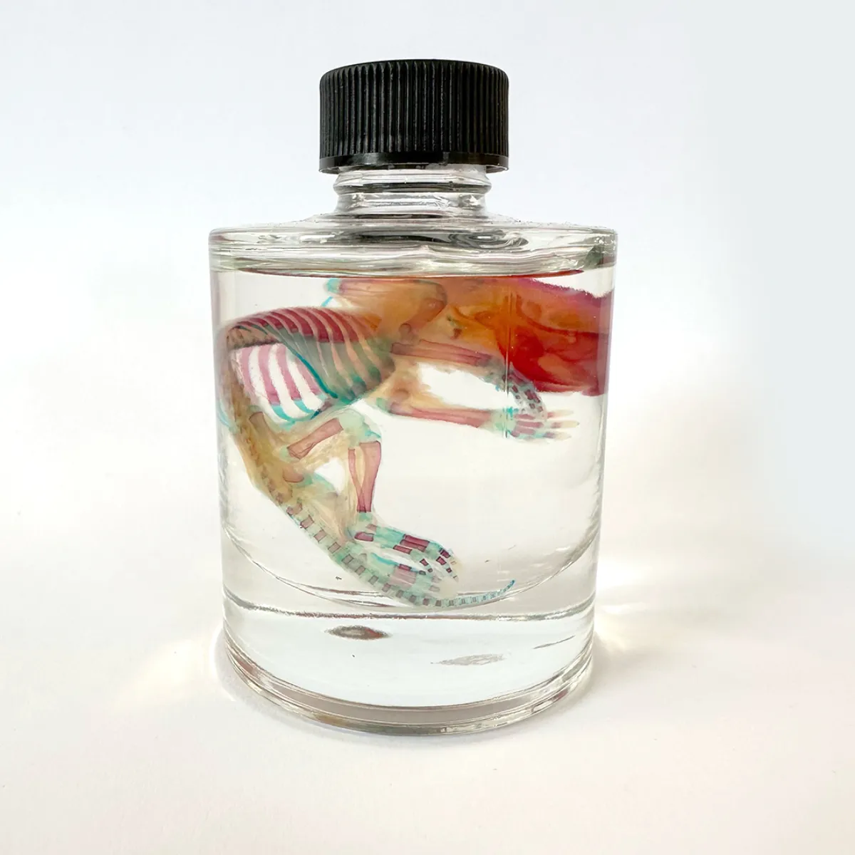 MS1413 Classic Diaphonization Stained Rat in a Tincture Jar