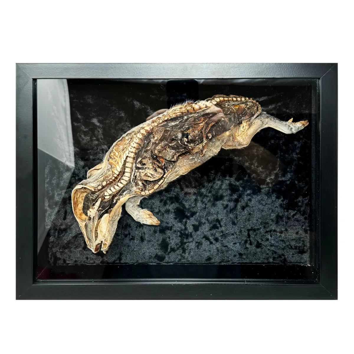 MS1441 Mummified Bisected Stillborn Pig