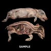 MS1442 Mummified Bisected Stillborn Pig