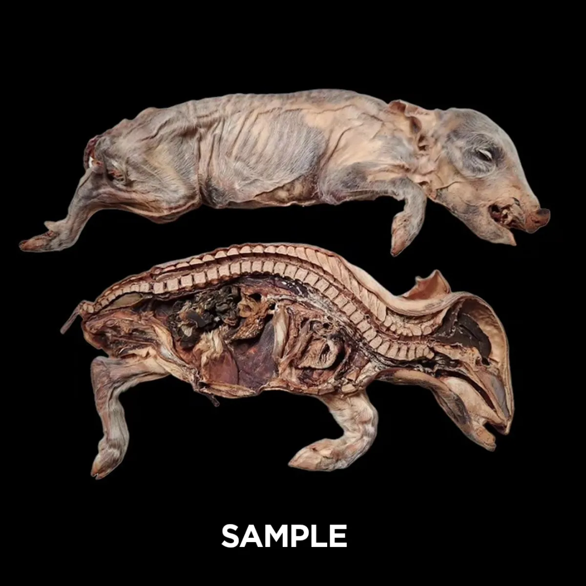 MS1442 Mummified Bisected Stillborn Pig