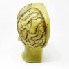 MS1853 Stunningly Macabre 19th Century Wax Half Head Medical Study