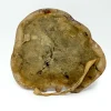 19th Century Wax Medical Model Human Liver
