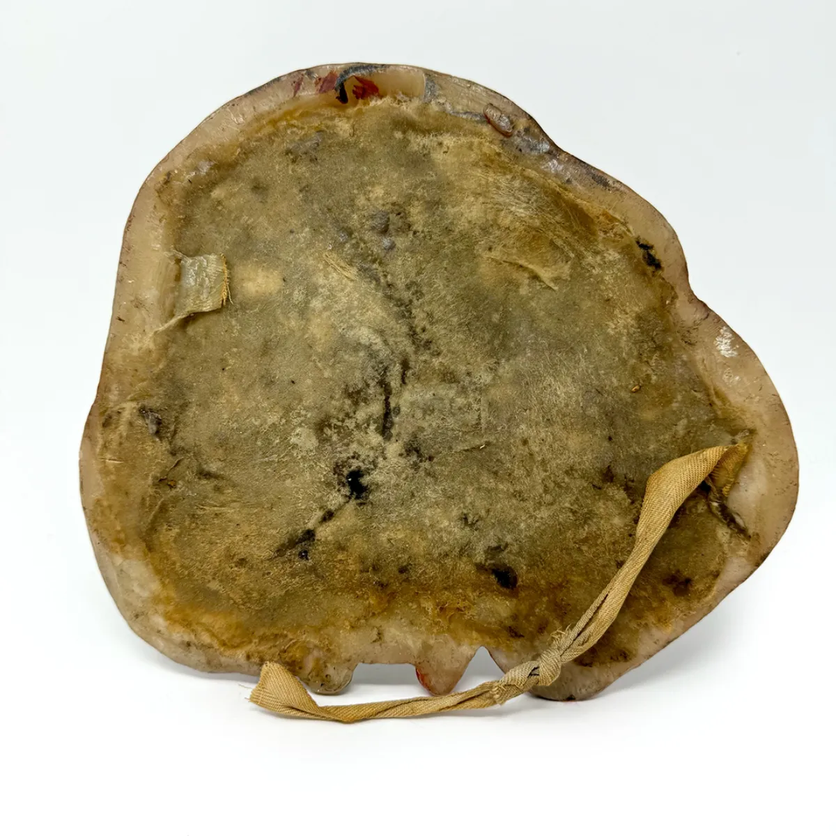 19th Century Wax Medical Model Human Liver