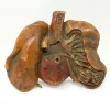 19th Century Medical Wax Model Lungs