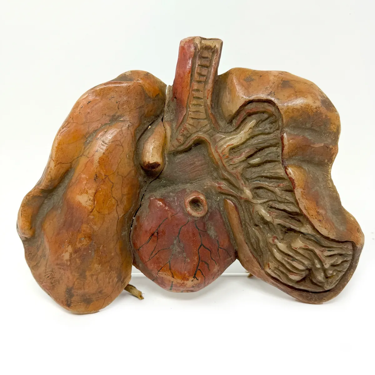 19th Century Medical Wax Model Lungs
