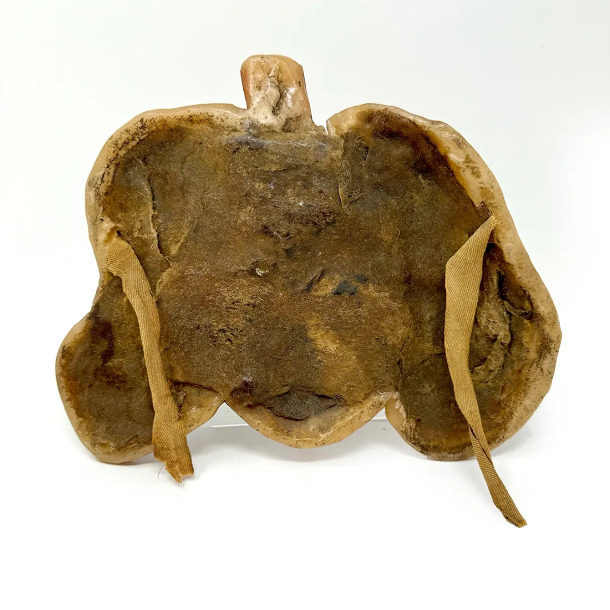 19th Century Medical Wax Model Lungs