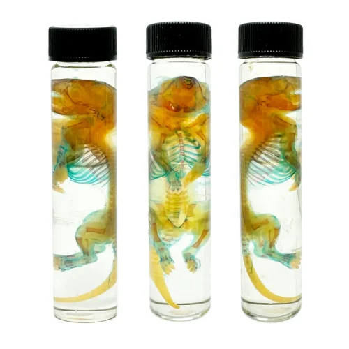 Spectacular Diaphonization Small Rat Specimen