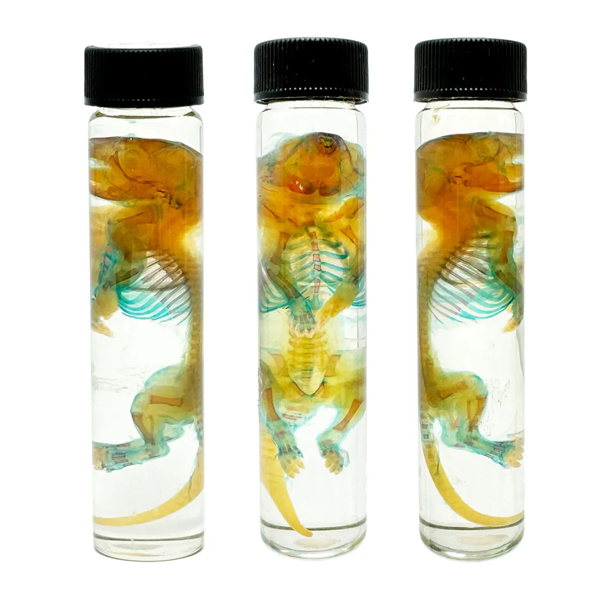 MS191 Spectacular Diaphonization Small Rat Specimen