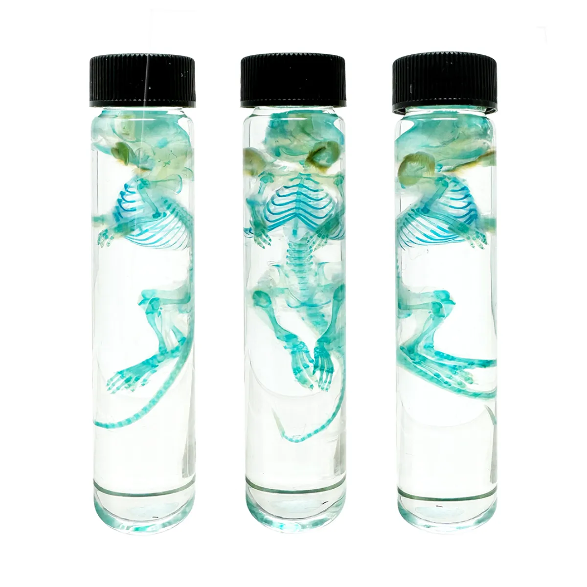 MS192 Spectacular Diaphonization Small Mouse Specimen