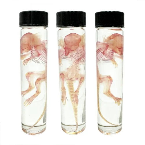 Spectacular Diaphonization Mouse Specimen