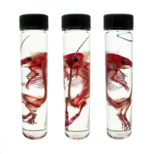 Spectacular Diaphonization Mouse Specimen