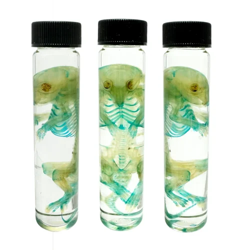 Spectacular Diaphonization Small Rat Specimen