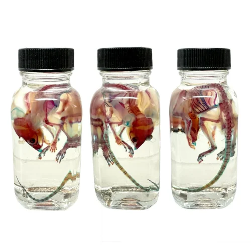 Spectacular Diaphonization Mouse Specimen