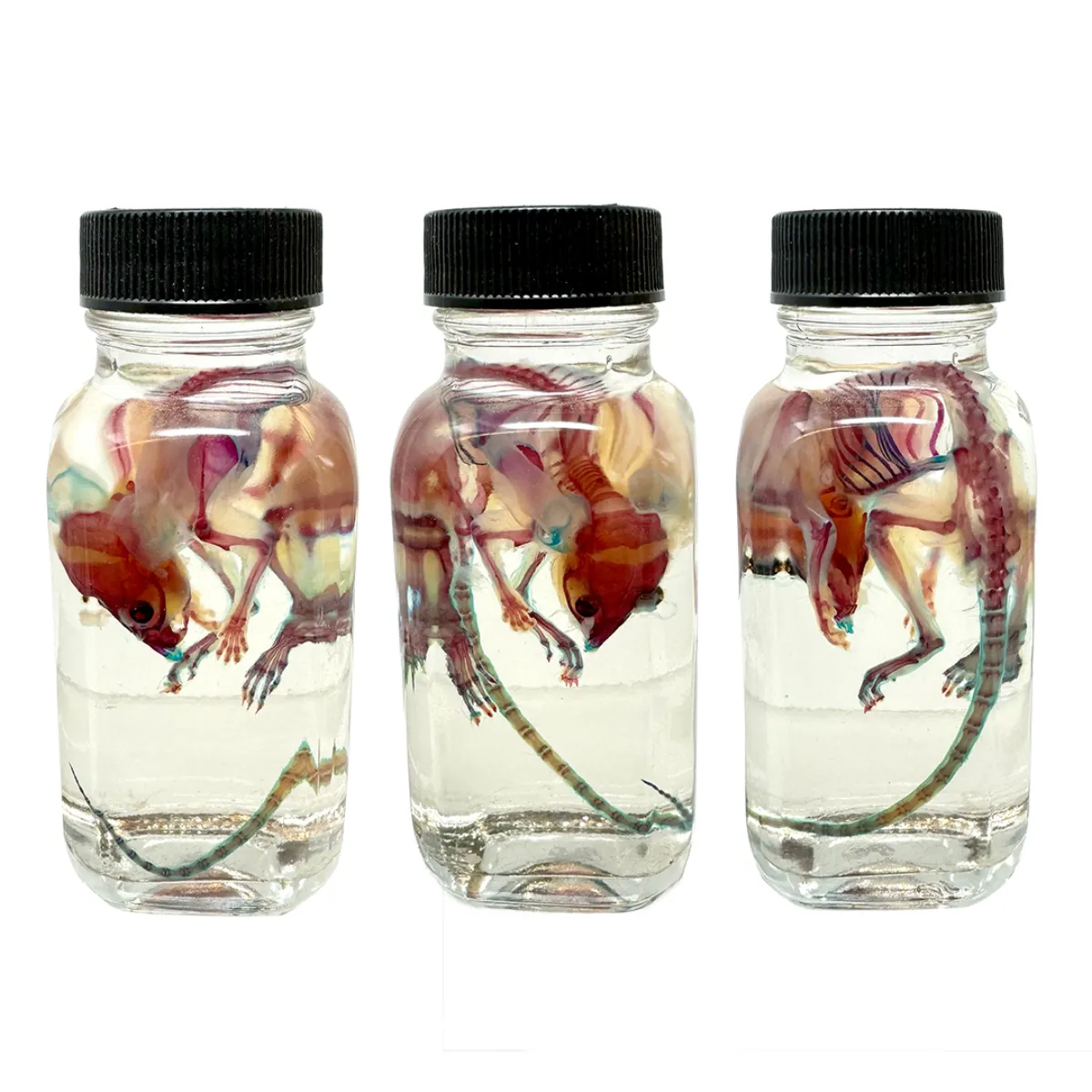 MS197 Spectacular Diaphonization Mouse Specimen