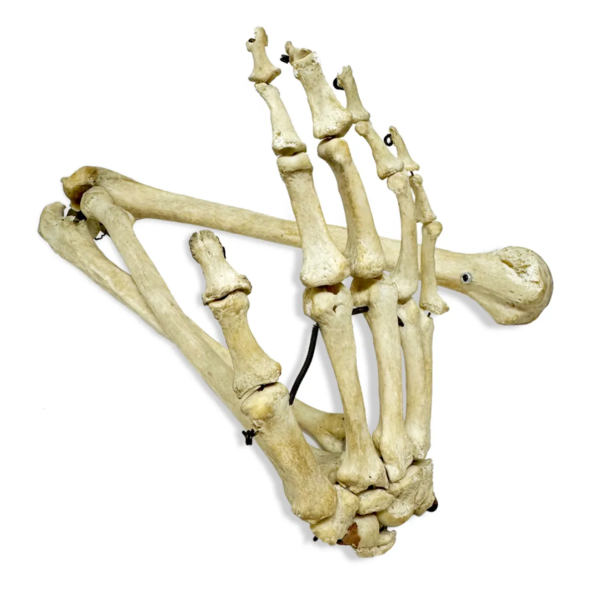 Antique Articulated Human Skeleton Arm and Hand