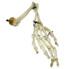 Antique Articulated Human Skeleton Arm and Hand