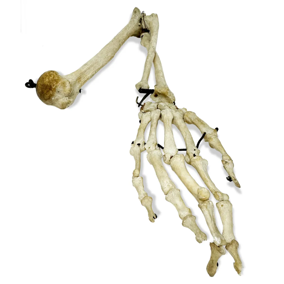 Antique Articulated Human Skeleton Arm and Hand