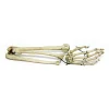 Antique Articulated Human Skeleton Arm and Hand