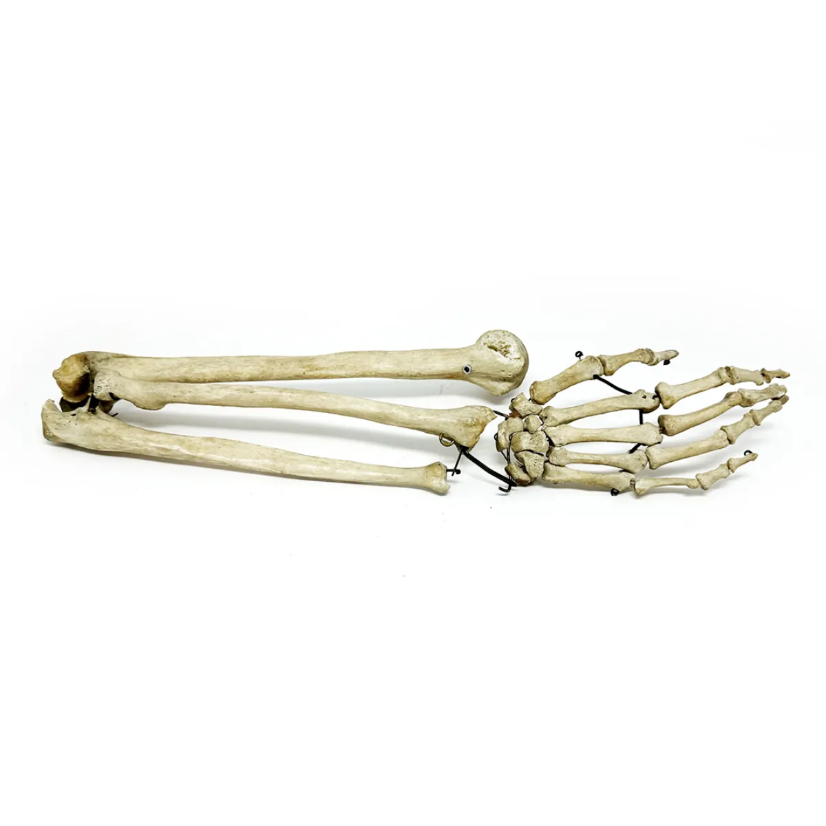 Antique Articulated Human Skeleton Arm and Hand