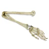 Antique Articulated Human Skeleton Arm and Hand