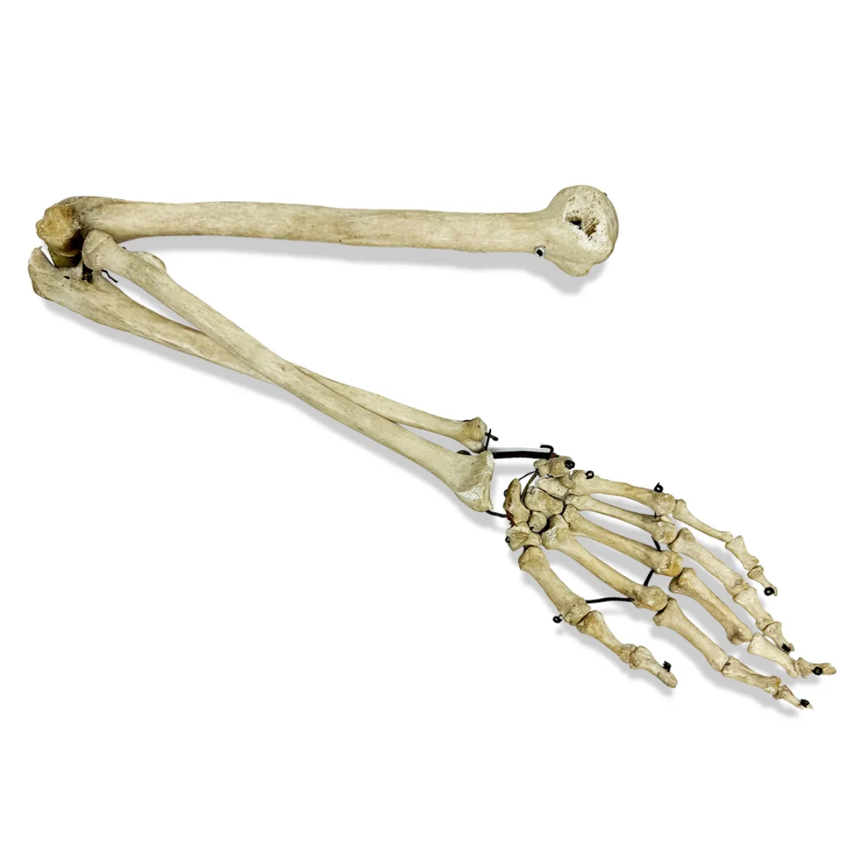 Antique Articulated Human Skeleton Arm and Hand