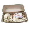 Rare Early 20th Century Medical Study Half Human Skeleton