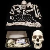 Rare Early 20th Century Medical Study Half Human Skeleton