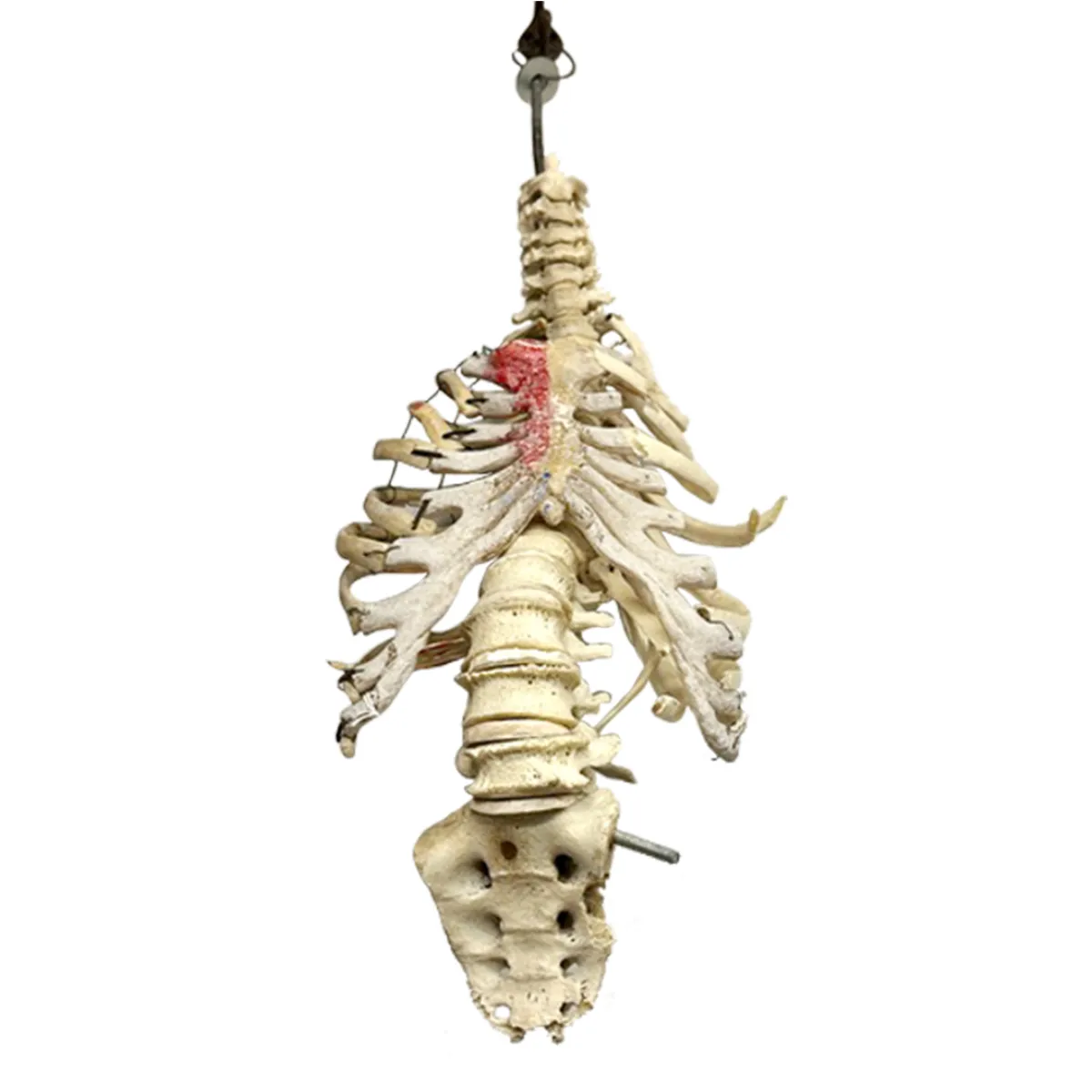 Victorian Medical Study Human Skeletal Torso