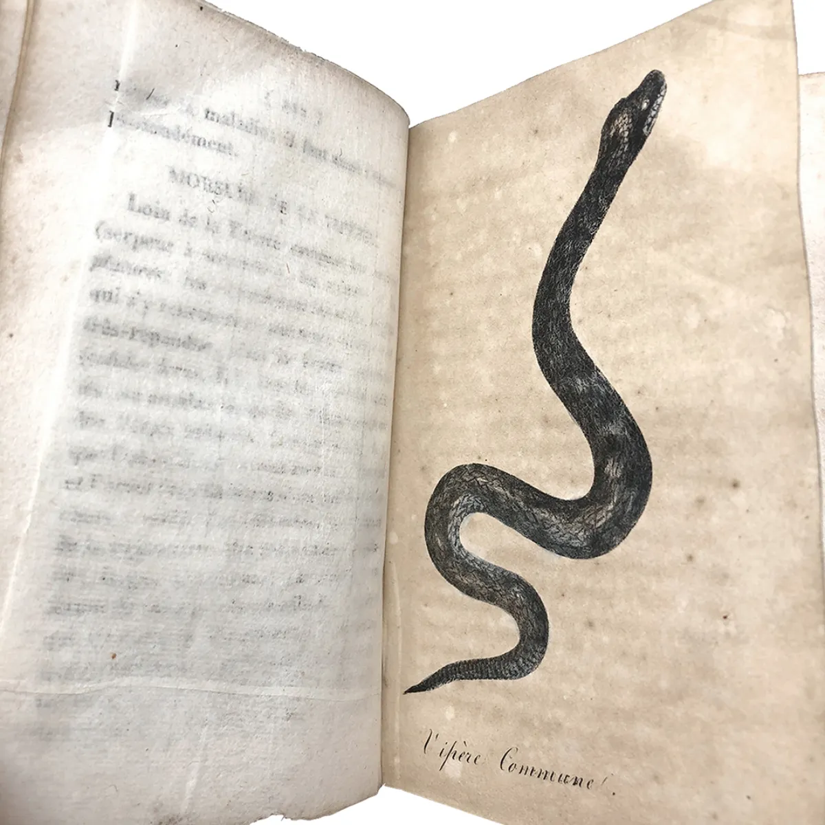 MS2294 Manuel Médico-Légal Des Poisons An 1824 Manual for Detecting and Treating Poisons