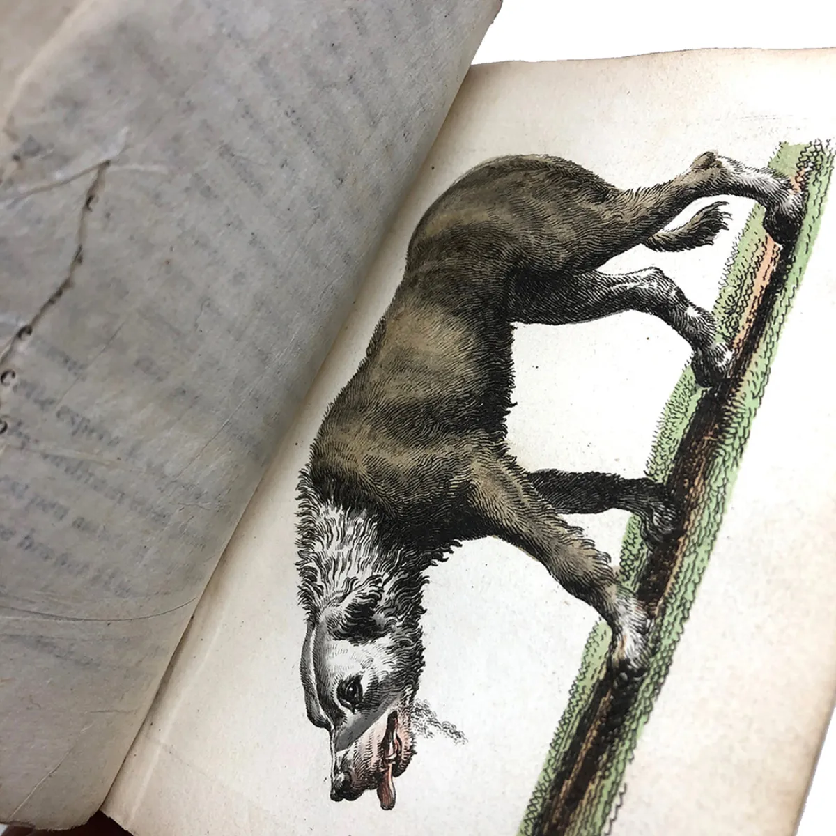 MS2297 Manuel Médico-Légal Des Poisons An 1824 Manual for Detecting and Treating Poisons