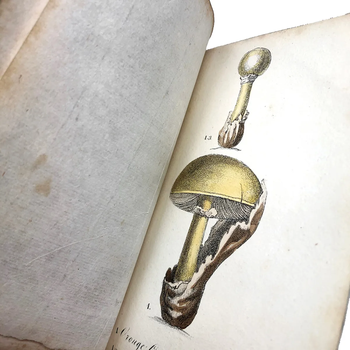 MS2298 Manuel Médico-Légal Des Poisons An 1824 Manual for Detecting and Treating Poisons