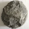 NH008-Ammonite-Back Ammonite FOSSIL