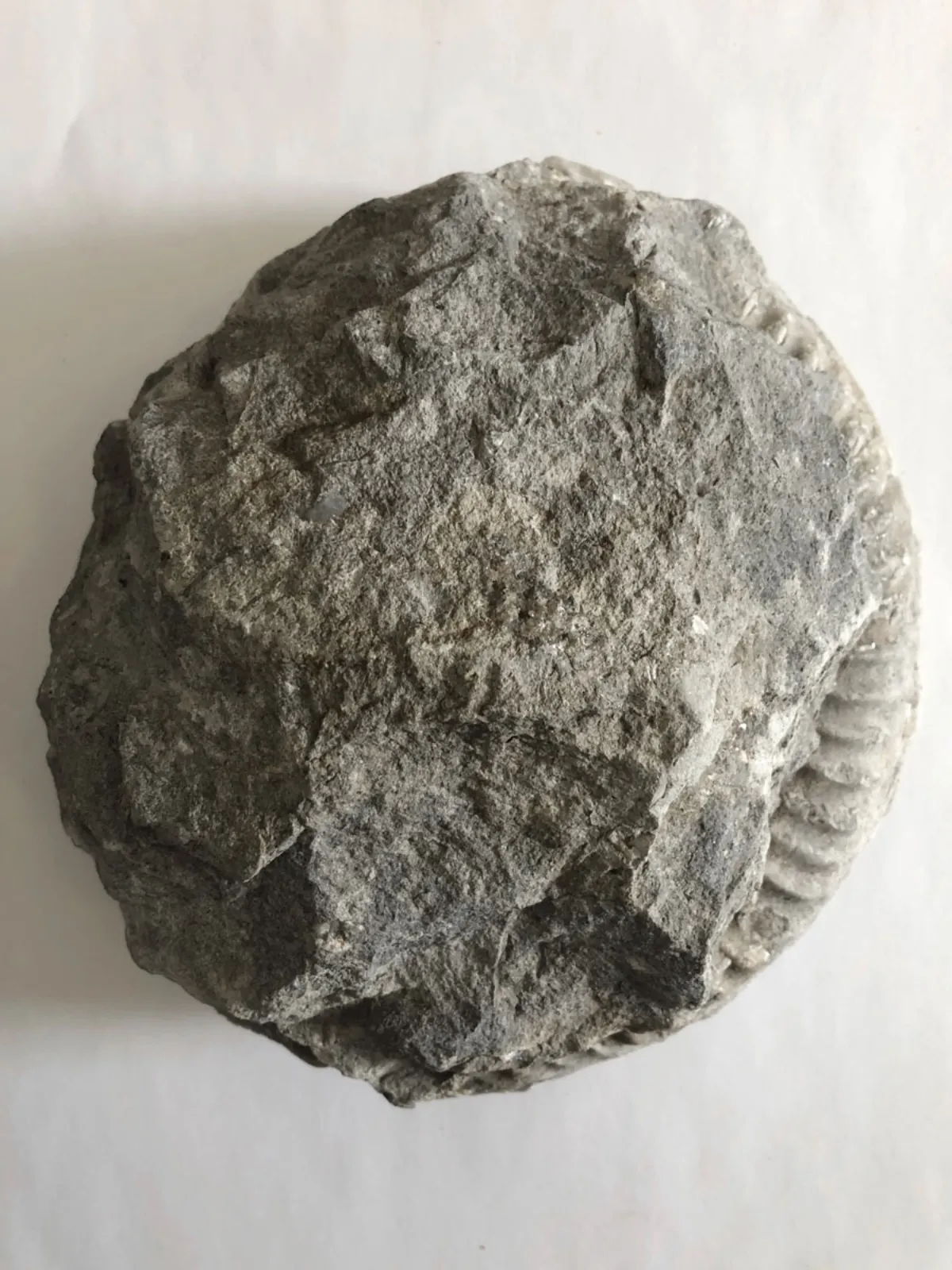 NH008-Ammonite-Back Ammonite FOSSIL