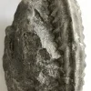 NH008-Ammonite-Edge Ammonite FOSSIL
