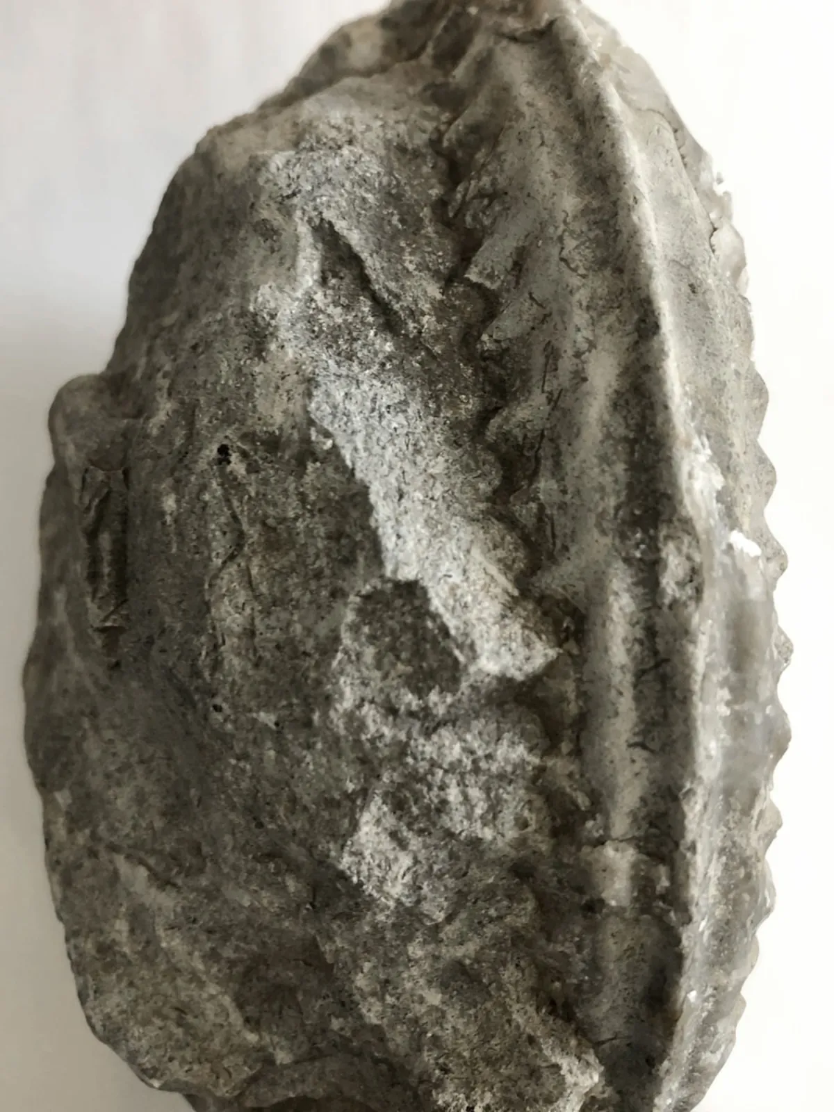 NH008-Ammonite-Edge Ammonite FOSSIL