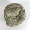 NH008-Ammonite-Face Ammonite FOSSIL