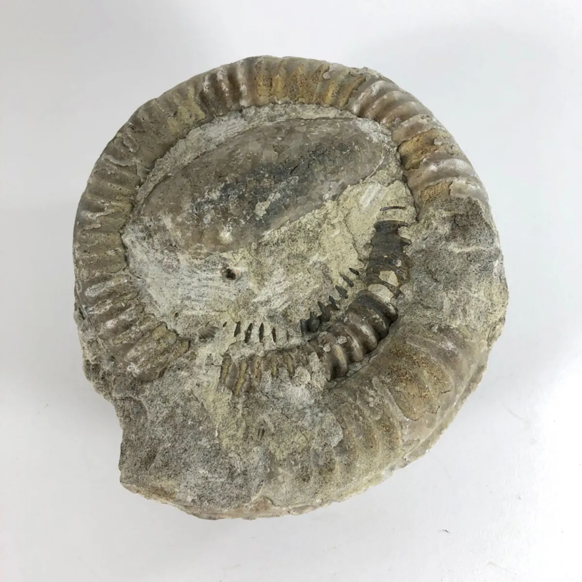 NH008-Ammonite-Face Ammonite FOSSIL