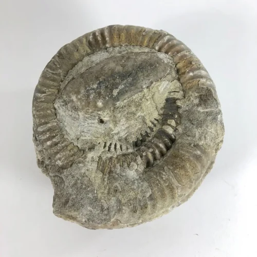 Ammonite FOSSIL