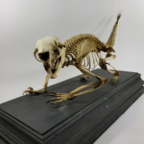 Antique Articulated Porcupine Skeleton