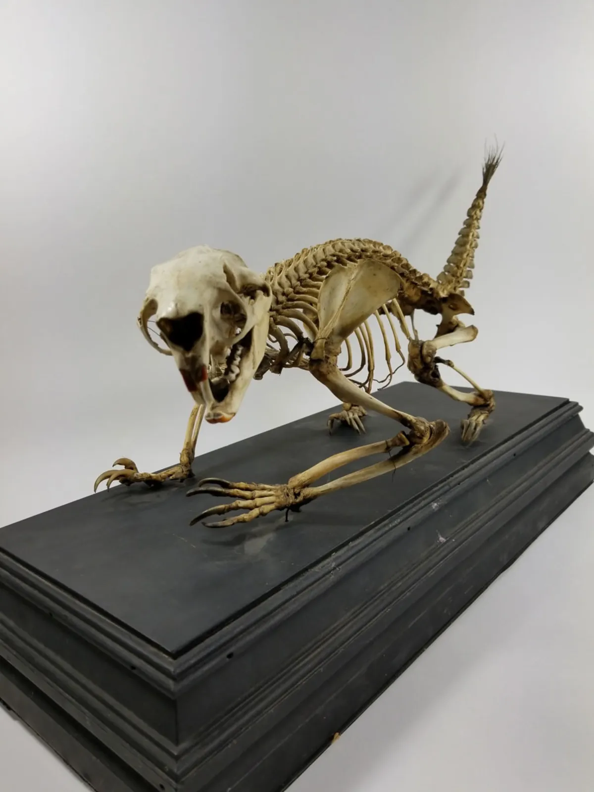 Antique Articulated Porcupine Skeleton