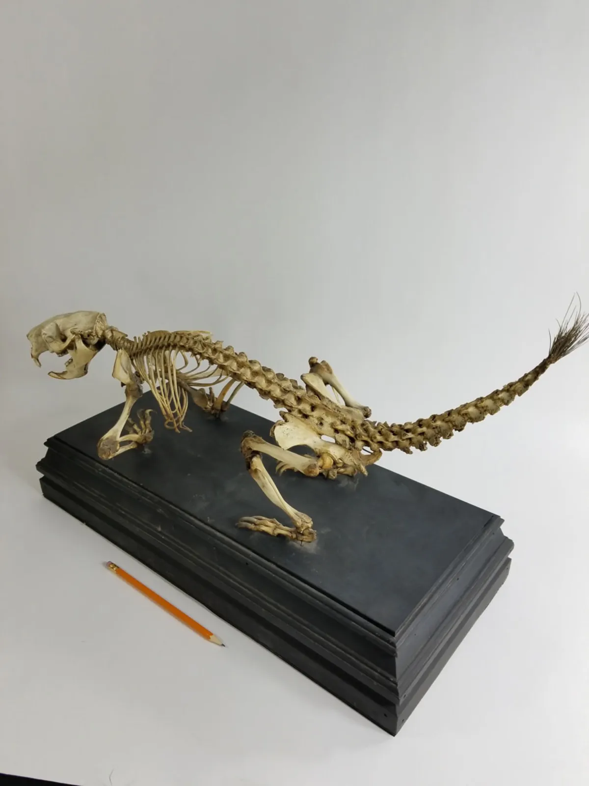 Antique Articulated Porcupine Skeleton